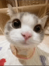 BABE82-BABE82-81BCBE8280B882-ezgif.com-video-to-gif-converter.gif
