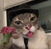 rigby cat ok_.jpg