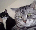 msedge_q7noknCiMi.png