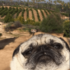 dog-1539710791438-farm.png