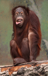 Pongo_pygmaeus_(orangutang).png