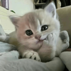 025a9a3a-28ac-47ef-8e3c-32ff41f9e6d5.png