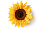 istockphoto-1343092033-612x612.jpg