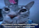 IMG_2293.jpeg