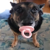 8340-cachorro.png