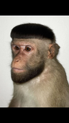 6cc4b5e3905b73421cb32417e8b0eed4.png