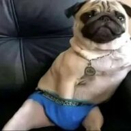 володя віво