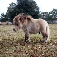 Димка Карамельный