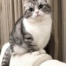 purpurniy